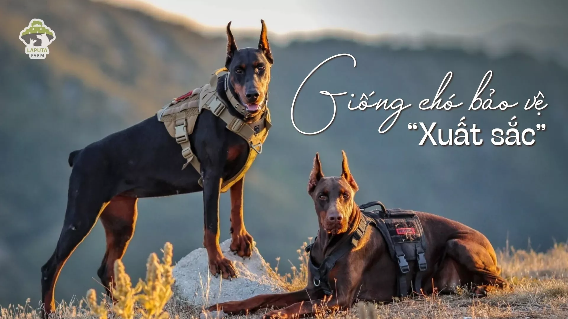 Nguồn gốc chó Doberman